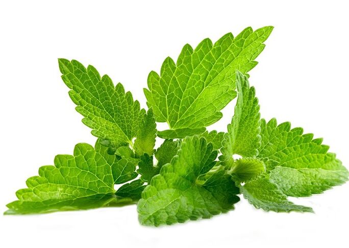 Wild Mint am Gigant Gel